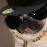 Gangster Dog Paradise