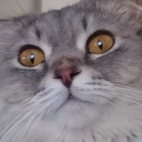 Эльданиз Мамедов