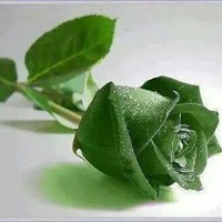 Asim Abrar
