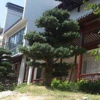 小鱼鱼