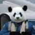Panda Bear