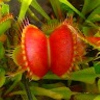 Vertige Carnivore pépinière de collection