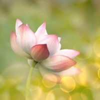 Farzaneh Ghane Bonab