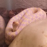 Jörmungandr Midgard