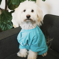 Milan The Maltipoo