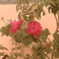 Rajbir Singh