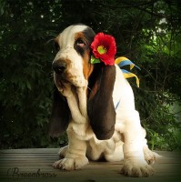 Breenbrass Bassethound