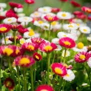 Ruchita Gauns Dessai