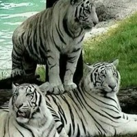 miguel angel bahena mata