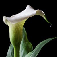 Lily Thayer