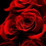 C Roses