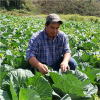 Odan Castillo