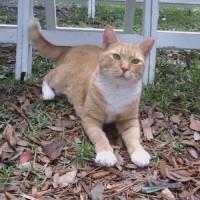 Butterscotch Sweetwater