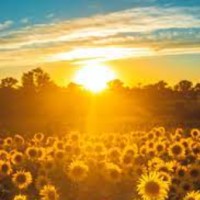 Dr. Rabindra Kumar Singh