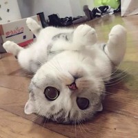 黄元武