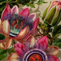 Monica Chavez