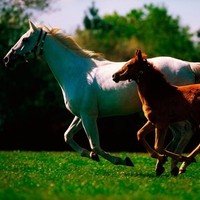 Mustang Sally's Equine Tack