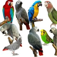 Central Aviary Bird Farm