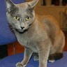 Анна Глухова