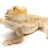 Rango The