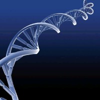 brigitte van der westhuizen