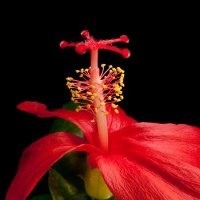 Shams.Samadania Samadania