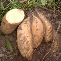 Suwadi Agrrobis