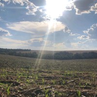 Sergio Mauro Festugato Neto