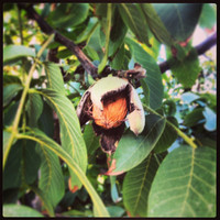 Raimundo Arnaiz Johnson