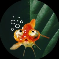 Francis De Tomorrow Jobs