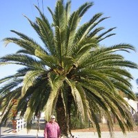 Raul Ramirez