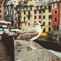 Mangalesh Viswanathan