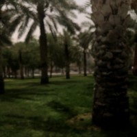 امجد الفيفي