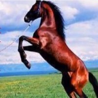 赵永福
