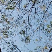 谢剑鸣