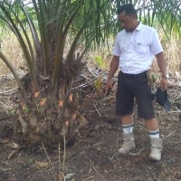 BUDI PRIADI