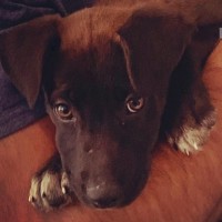Matthew Harrison