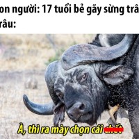 van teo