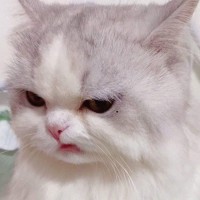 Phạm Thị Hồng Hạnh