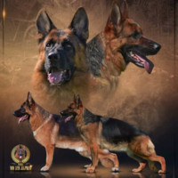 Javier Jacome