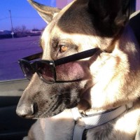 Buddy Wolf