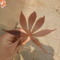 赵正谱