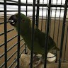 Animal Life Routines