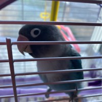 Boggie Coco
