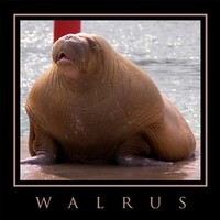 Wallie De Walrus