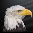 White Eagle Auto Body