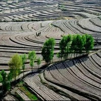 李保锋