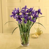 Blue Iris