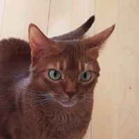 Sabah Karrakchou