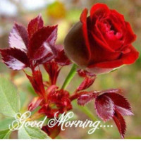 Nilesh Dolase